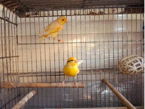 Mozaik Kanaryalar 1 Yaşında