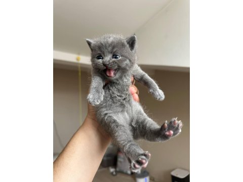 Safkan British Shorthair Gri Yavrular
