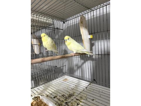 Sağlıklı Muhabbet Kuşlar