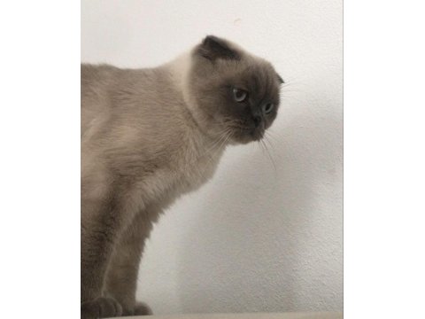 Kısır Erkek Scottish Fold