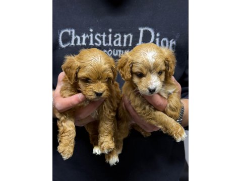 Tüy Dökmeyen Maltipoo Yavrular