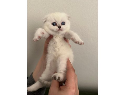 Arslan Parçası Scottish Fold