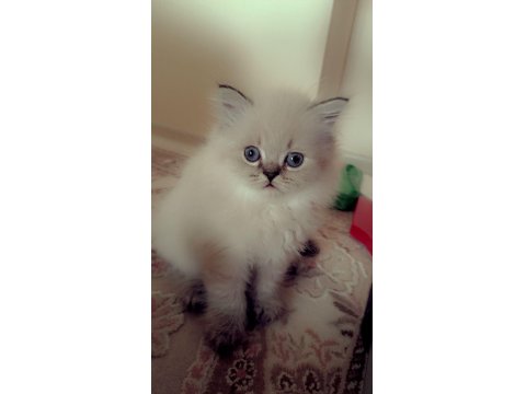 Cana Yakın Oyuncu British Yavrular