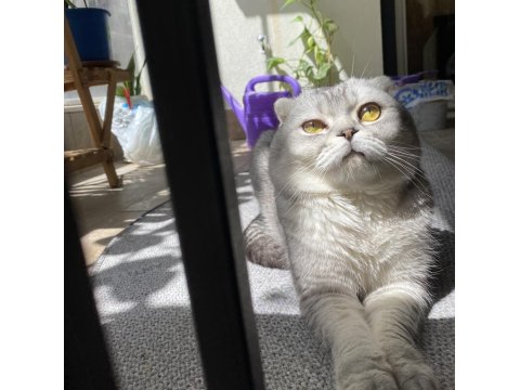 Scottish Fold (Erkek) Yeni Yuvasını Arıyor