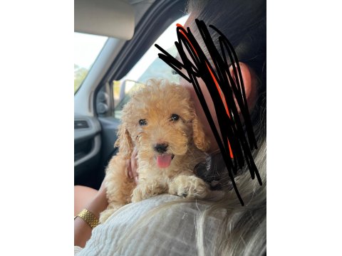Dişi Yavru Toy Poodle