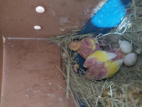 Lutino Sevda Papağanları