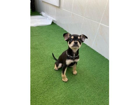 3 Aylık Oyuncu Chihuahua