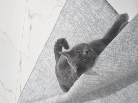 Sevgi Dolu British Shorthair 3.5 Yaşında