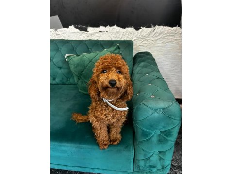 Red Brown Toy Poodle 7 Aylık