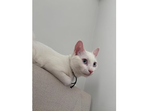 Mavi Gözlü Beyaz Tekir Kedimiz 5 Aylık Dişi