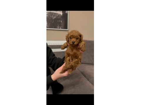 Kore Poodle Yavrular Sağlık Garantili