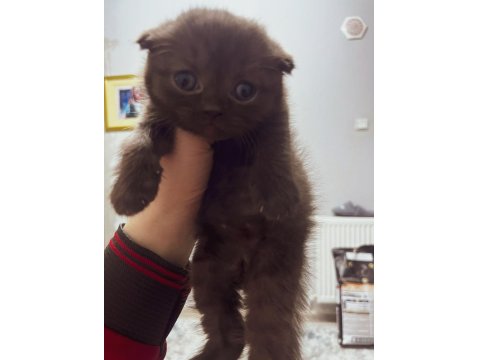 Çikolata Rengi Scottish Fold Dişi