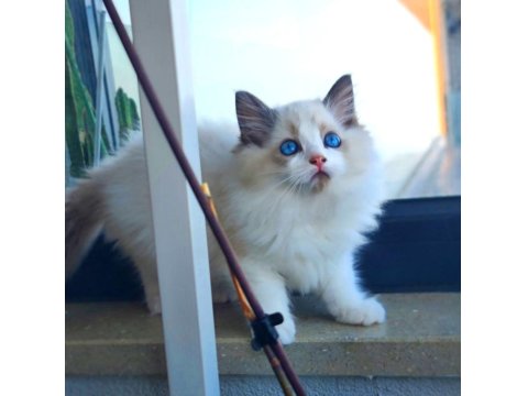 Kedilibab'dan Şecereli Show Kalite Ragdoll Kediler