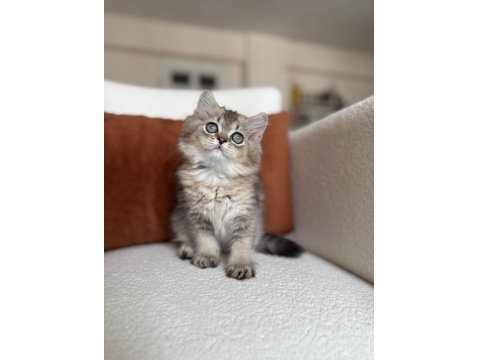 Mükemmel Kalite Golden Ny25 British Longhair