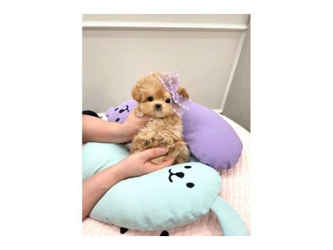 Toy Poodle Birbirinden Güzel Yavrular