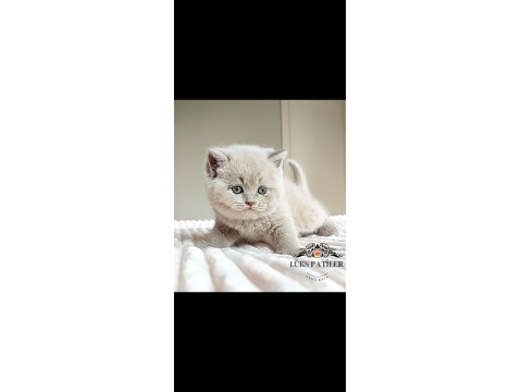 Masum Bebek Lilac British Shorthair