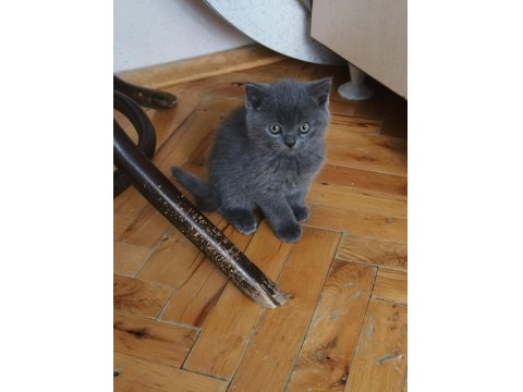 British Shorthair 60 Günlük