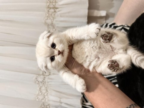 Teslime Hazır Scottish Fold Pamuk Gibiler