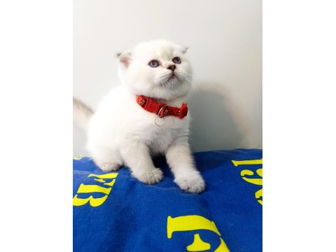 British Shorthair Yavrularımıza Yeni Yuvalarını Arıyoruz