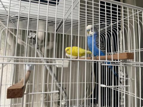 Çift Muhabbet Kuşu Kaçırmayın