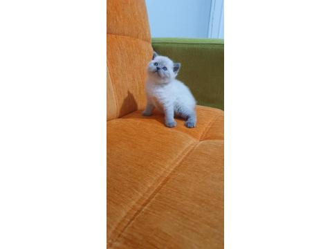 Süper Kalite British Shorthair Yavrular