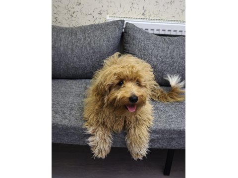 6 Aylık Maltipoo Köpek Erkek