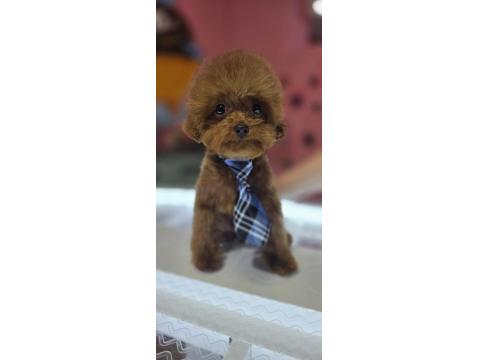 Anne Kore Baba Kore Teddy Face Aşırı Zeki Poodle