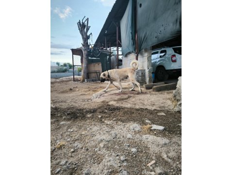 Orjinal Üst Düzey Kaliteli Kangal