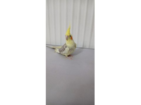 Erkek Yavru Sultan Papağanı 3 Aylık Ele Alışık Evcil