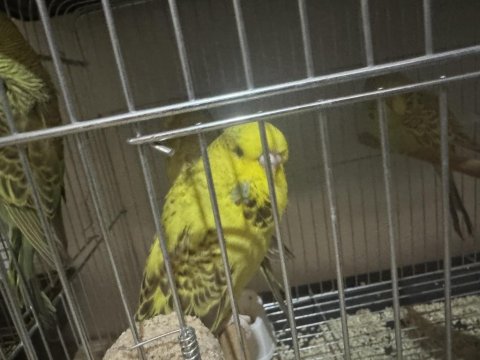 Yavru Jumbo Muhabbet Kuşları