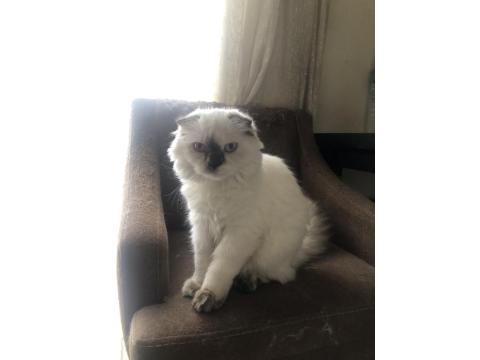 Acil British Ve Scottish Yavru Ve Yetişkin Kediler