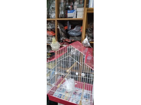 Takım Damızlık 1.5 Yaş Sultan Papağanı