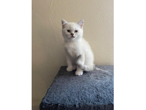 Scottish Straight Erkek