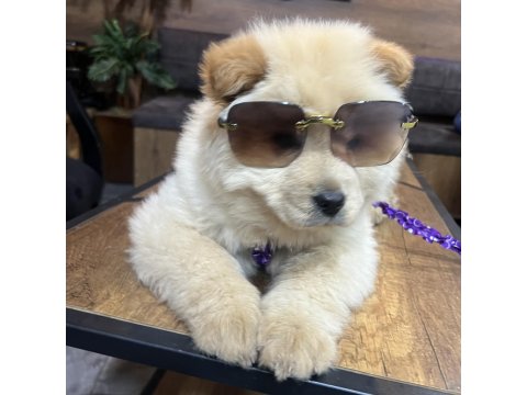 Ped Eğitimli Çok Uysal Sevimli Çin Aslanı