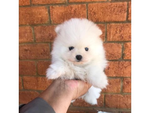 Ayı Surat Pomeranian Yavruları