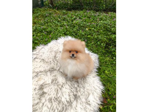 Pofuduk Teddy Bekar Mükemmel Yavru