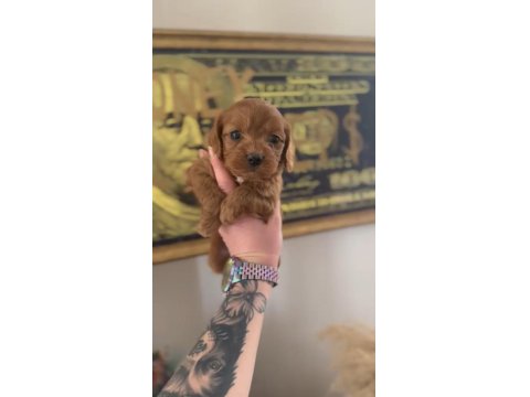 Cavapoo Yavrular - Aile Dostu Ve Tüy Dökmeyen Özel Irk