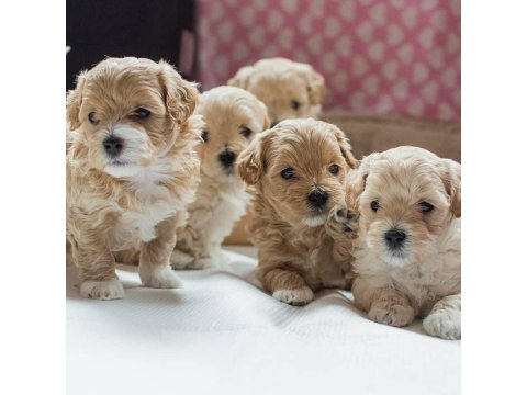 Ruhsatlı İşletmeden Mini Maltipoo Köpekler