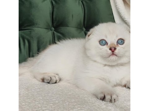 Minnoşum Silver Scottish Fold Shorthair Yavrumuz