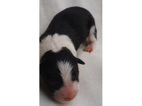 Border Collie Siyah Beyaz Ve Kahve Beyaz Yavrular