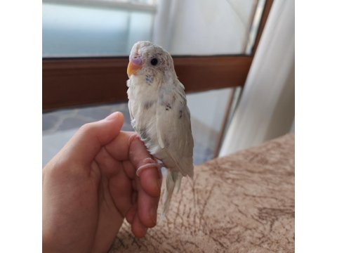 Yavru Albino Erkek Muhabbet Kuşu