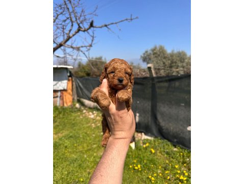 Mini Toy Poodle Bebekler Evden