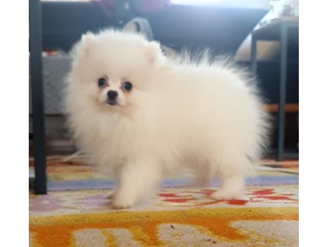 Pomeranian Irk Ve Sağlık Garantili