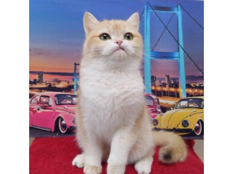 Şecereli Dişi Golden British Shorthair