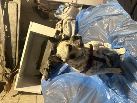 1 Yaşında Sakin Çok Uysal Akıllı French Bulldog