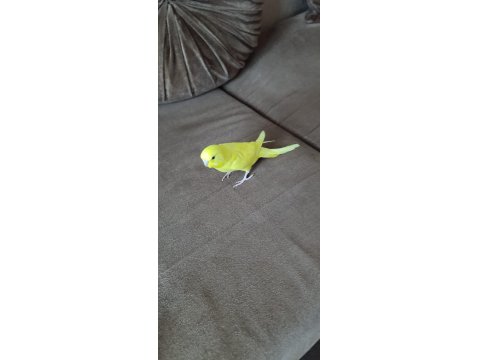 1 Aylık Yavru Dişi Muhabbet Kuşu