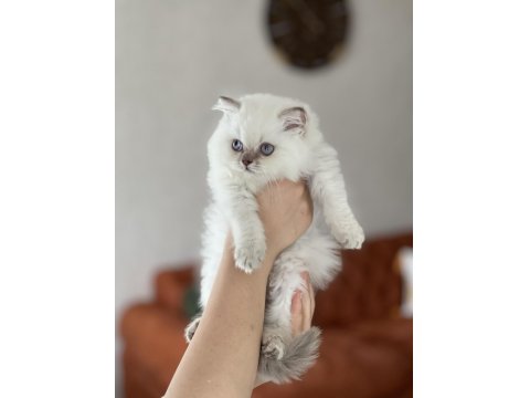 Güzellik Abidesi British Longhair Yavru