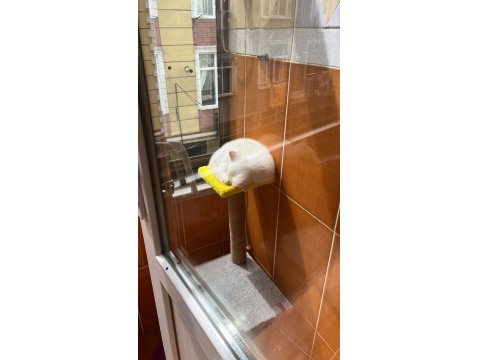 Dişi British Shorthair Silver Point Mavi Göz