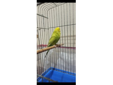 Eşe Hazır Kızgın Dişi Muhabbet Kuşum Uyguna