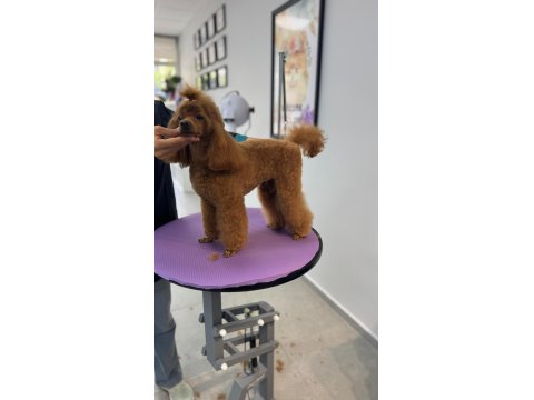 Teacup Toy Poodle Yavrular